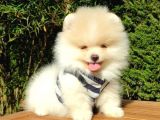 Pomeranian Boo Teddy Face Dişi Erkek Yavrularımız