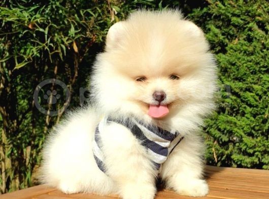 Pomeranian Boo Teddy Face Dişi Erkek Yavrularımız