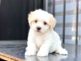 Di̇şi̇ Ve Erkek Maltese Terri̇er