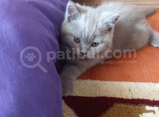2 Aylık Yavru Erkek Yavrumuz