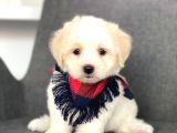 Efsane Malti̇po Yavruları