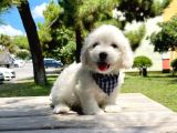 Mini Boy Maltese Yavrular