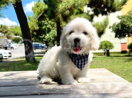 Mini Boy Maltese Yavrular