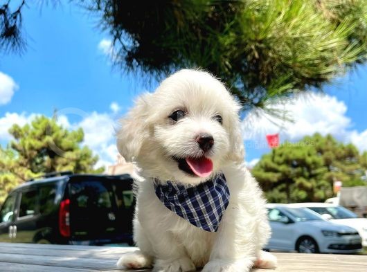 Mini Boy Maltese Yavrular görsel
