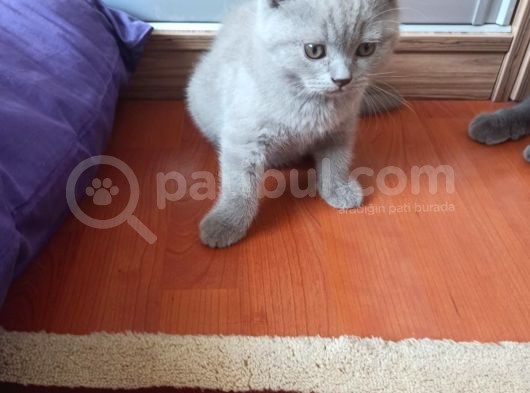 2 Aylık Yavru Erkek Yavrumuz görsel