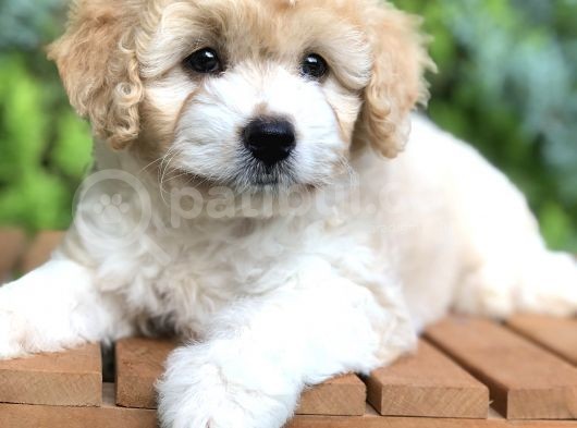 Party Color Maltıpoo Yavrumuz görsel