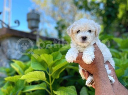 Maltes Terrier Mini Erkek Dişi Yavrularımız görsel