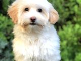 Wc Egitimli Gold Morkie