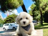 Mini Boy Maltese Yavrular