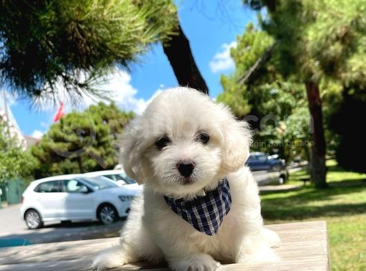 Mini Boy Maltese Yavrular görsel