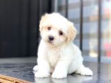 Maltes Terrier Mini Erkek Dişi Yavrularımız