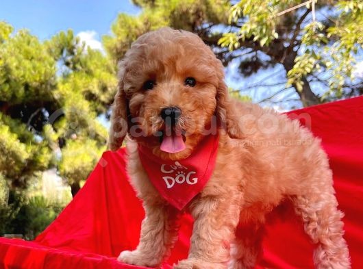 Peluş Bebekler Yeni Ailelerini Bekliyor görsel