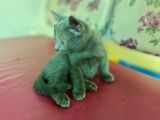 British Short Hair Kırma 2 Adet Yavru
