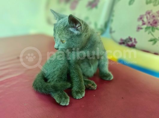 British Short Hair Kırma 2 Adet Yavru