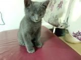 British Short Hair Kırma 2 Adet Yavru