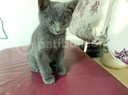 British Short Hair Kırma 2 Adet Yavru görsel