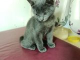 British Short Hair Kırma 2 Adet Yavru