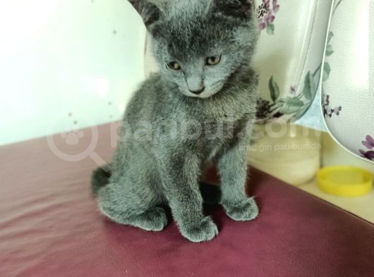 British Short Hair Kırma 2 Adet Yavru görsel