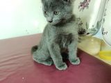 British Short Hair Kırma 2 Adet Yavru