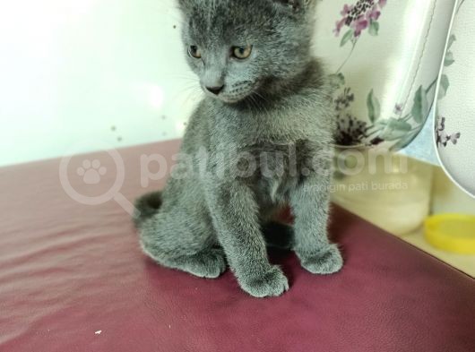 British Short Hair Kırma 2 Adet Yavru görsel