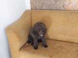 Poodle Oğlumuz Yeni Ailesini Bekliyor Uygun Fi̇yat