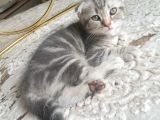 Yaramaz Yumurcak
