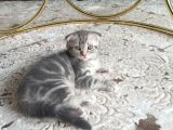Yaramaz Yumurcak