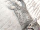 British Shorthair Silver Point