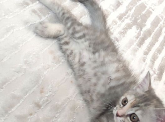 British Shorthair Silver Point görsel