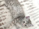 British Shorthair Silver Point