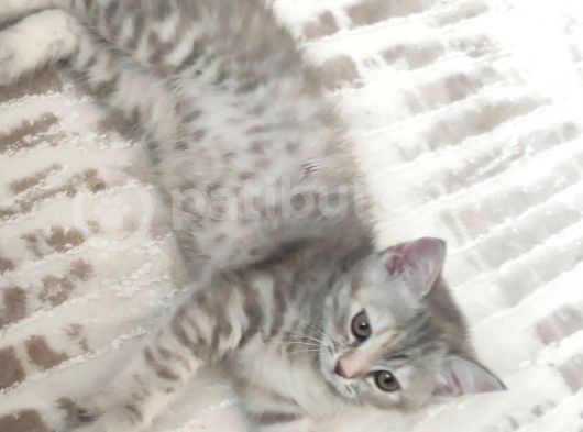 British Shorthair Silver Point görsel