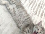 British Shorthair Silver Point