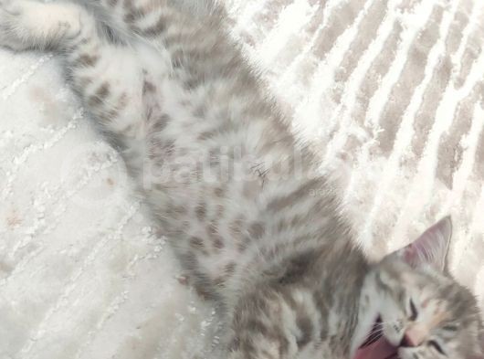 British Shorthair Silver Point görsel