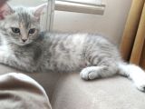 British Shorthair Silver Point