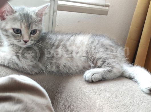 British Shorthair Silver Point