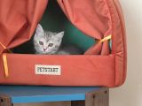 British Shorthair Silver Point