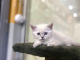 Irkının En Değerli Renklerine Sahip British Shorthair