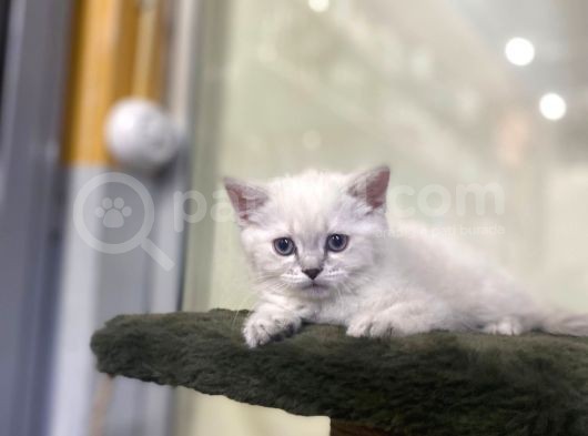 Irkının En Değerli Renklerine Sahip British Shorthair