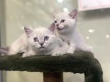 Irkının En Değerli Renklerine Sahip British Shorthair