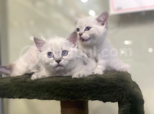 Irkının En Değerli Renklerine Sahip British Shorthair görsel