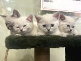 Irkının En Değerli Renklerine Sahip British Shorthair