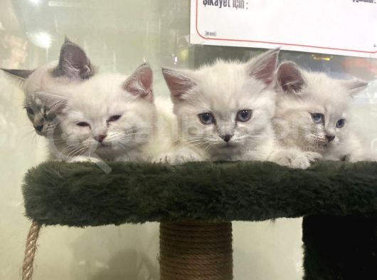 Irkının En Değerli Renklerine Sahip British Shorthair görsel