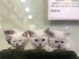 Irkının En Değerli Renklerine Sahip British Shorthair