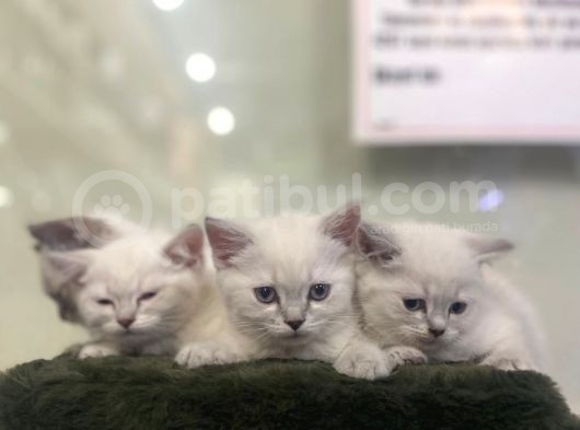 Irkının En Değerli Renklerine Sahip British Shorthair görsel