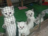 Irkının En Değerli Renklerine Sahip British Shorthair