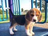 2 Aylık Orijinal Beagle Yavrularımız