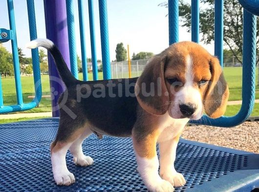 2 Aylık Orijinal Beagle Yavrularımız