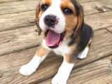 2 Aylık Orijinal Beagle Yavrularımız