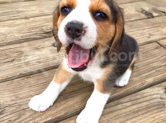 2 Aylık Orijinal Beagle Yavrularımız görsel