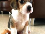 2 Aylık Orijinal Beagle Yavrularımız